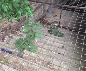 Aktuality / Júlové upratovanie sídliska aktivačnými pracovníkmi - foto Aktuality / Júlové upratovanie sídliska aktivačnými pracovníkmi - foto