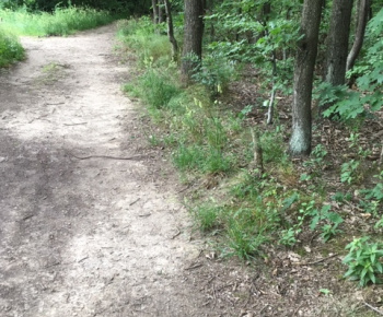 Aktuality / Júlové upratovanie sídliska aktivačnými pracovníkmi - foto Aktuality / Júlové upratovanie sídliska aktivačnými pracovníkmi - foto