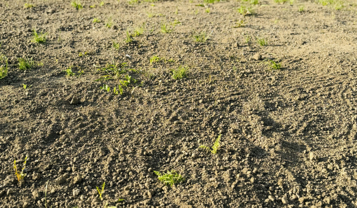 2. fotografia fotogalérie Aktuality / Revitalizácia zelene prináša zelenší a krajší park - foto