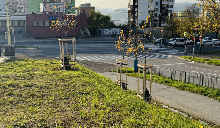 5. fotografia fotogalérie Aktuality / Revitalizácia zelene prináša zelenší a krajší park - foto