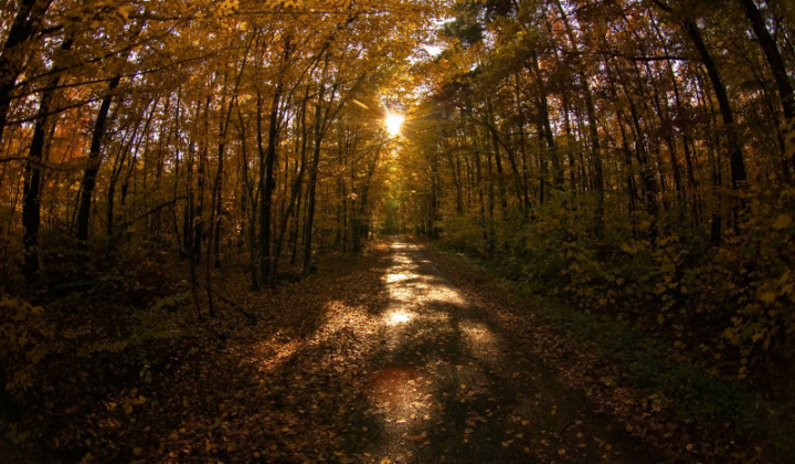 6. fotografia fotogalérie Lesopark