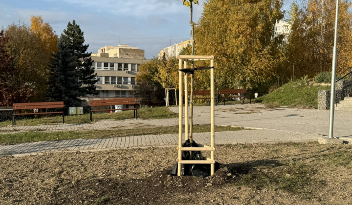 3. fotografia fotogalérie Projekty MČ z externých zdrojov / Revitalizácia zelene v parku Maršala Koneva. Výzva: ID/2024 – Životné prostredie (ID/258/2024) - foto