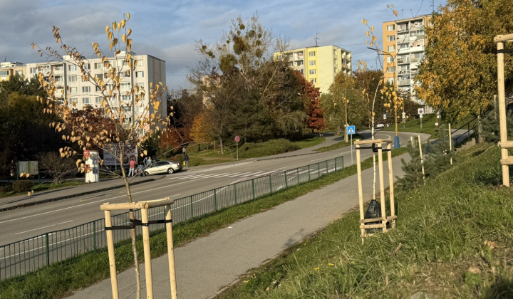 5. fotografia fotogalérie Projekty MČ z externých zdrojov / Revitalizácia zelene v parku Maršala Koneva. Výzva: ID/2024 – Životné prostredie (ID/258/2024) - foto