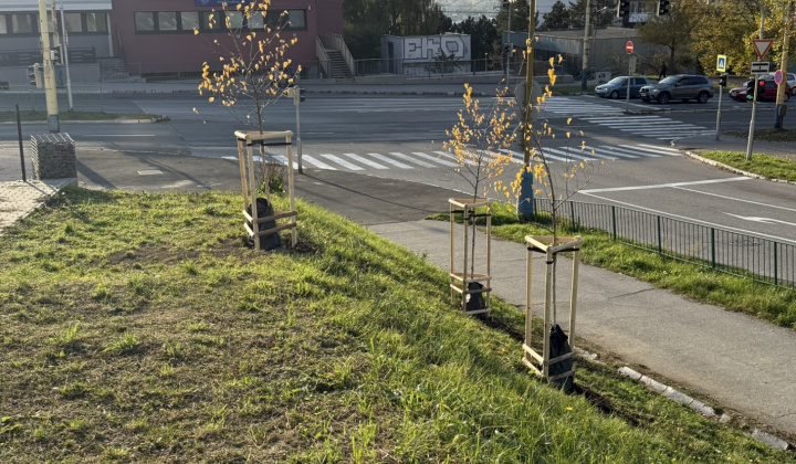 6. fotografia fotogalérie Projekty MČ z externých zdrojov / Revitalizácia zelene v parku Maršala Koneva. Výzva: ID/2024 – Životné prostredie (ID/258/2024) - foto