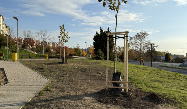 7. fotografia fotogalérie Projekty MČ z externých zdrojov / Revitalizácia zelene v parku Maršala Koneva. Výzva: ID/2024 – Životné prostredie (ID/258/2024) - foto