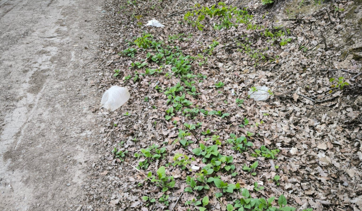 38. fotografia fotogalérie Aktuality / Do jarného upratovania sa zapojili furčianske škôlky, školy aj stredné školy - foto